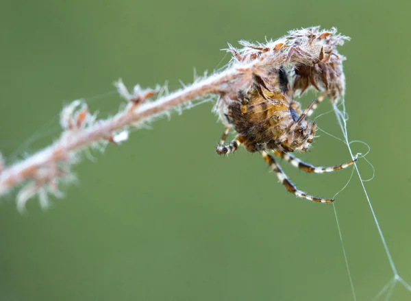 Spider — Stock Photo, Image