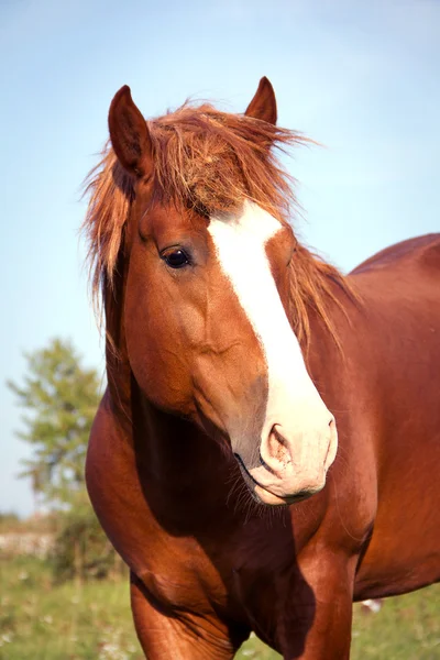 Pferdeporträt — Stockfoto