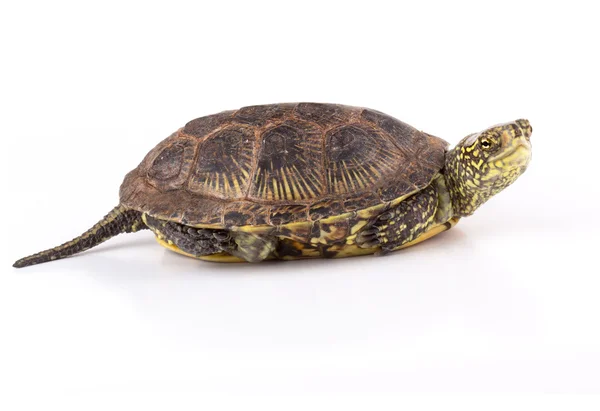 Добрая черепаха — стоковое фото