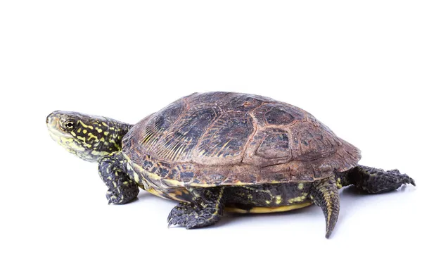 Turtle isolated — Stock Photo, Image