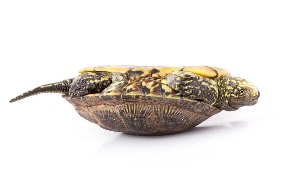 Черепаха вверх ногами — стоковое фото