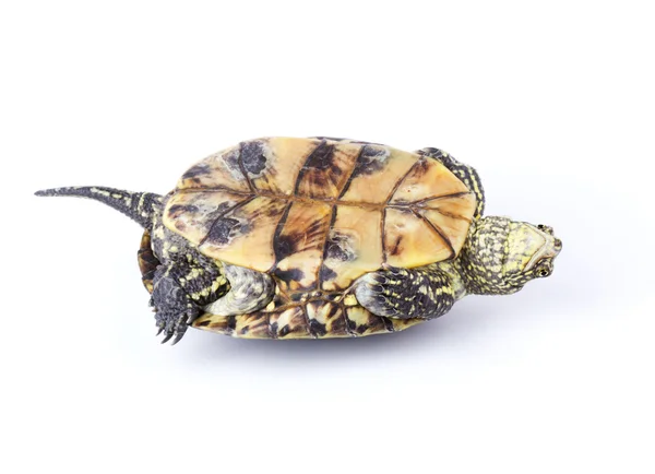 Turtle upside down — Stock Photo, Image