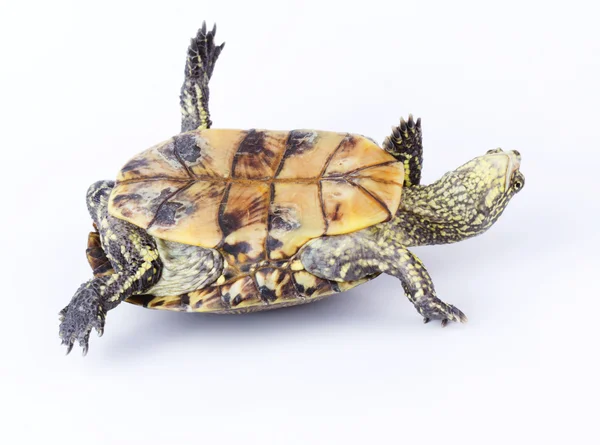 Turtle upside down — Stock Photo, Image