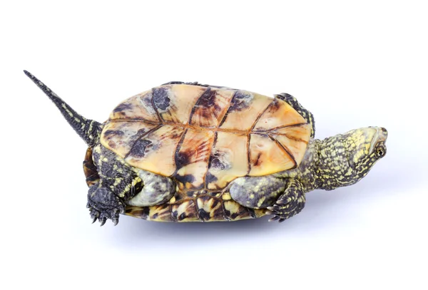 Turtle upside down — Stock Photo, Image