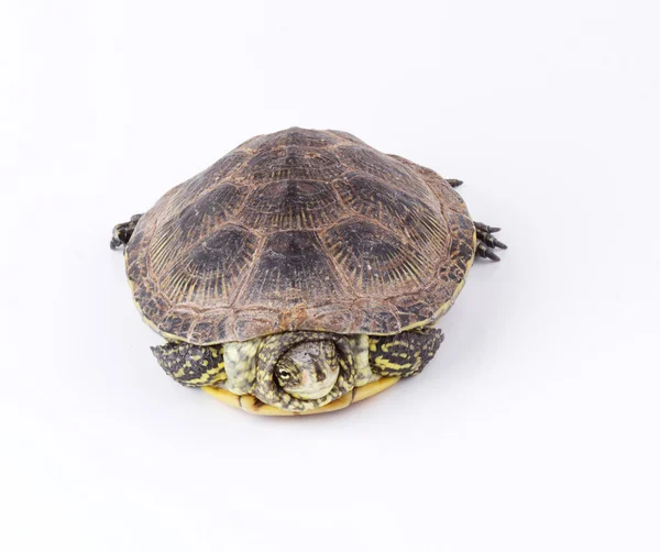 Turtle isolated — Stock Photo, Image