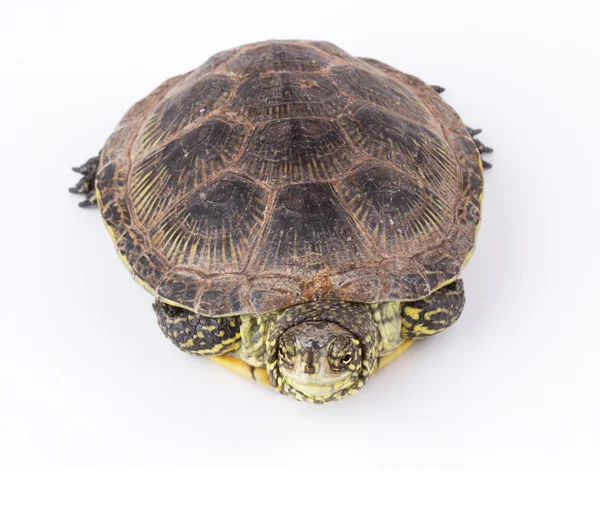 Сердитая черепаха — стоковое фото