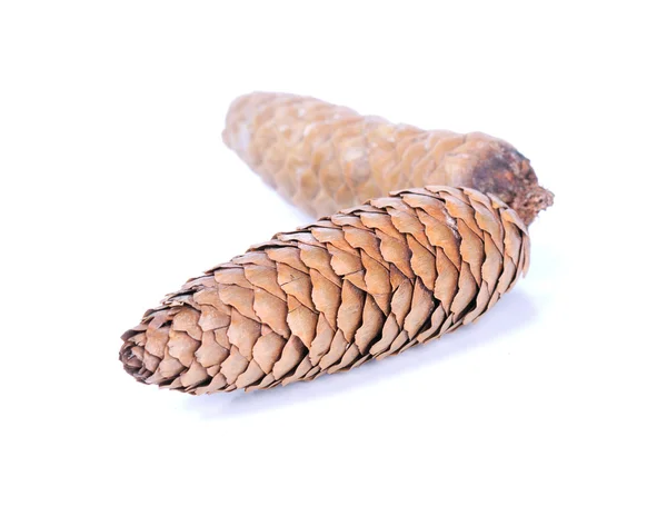 Fir cones — Stock Photo, Image