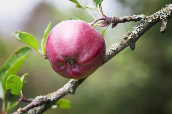 Apple închide — Fotografie, imagine de stoc