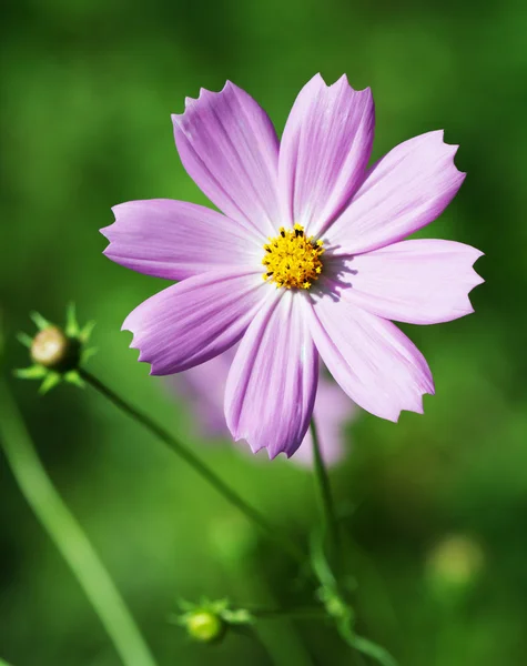 Blume aus nächster Nähe — Stockfoto