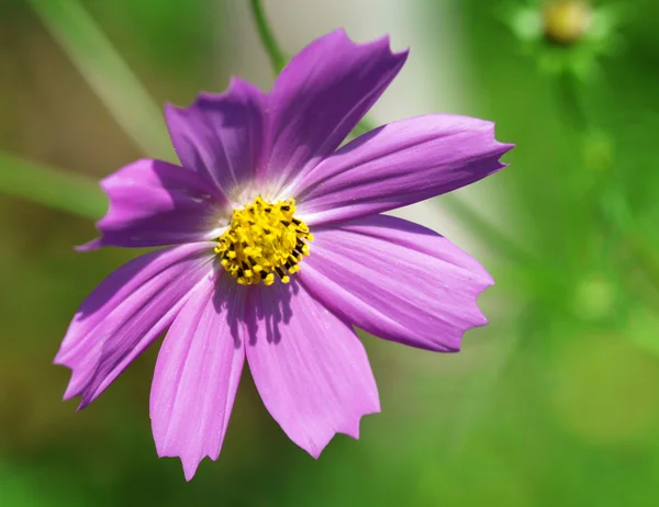 Blume aus nächster Nähe — Stockfoto