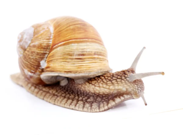 Snail isolated — Stock Photo, Image