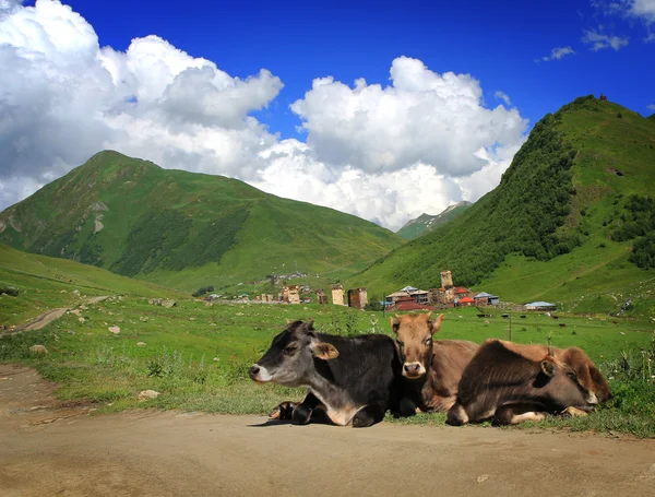 Dağ inekler — Stok fotoğraf