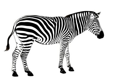 vektör zebra