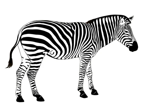 Vector Zebra — Stock Vector