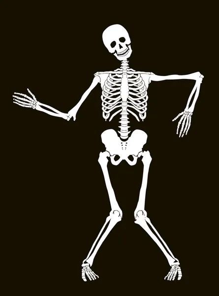 Скелет — стоковий вектор