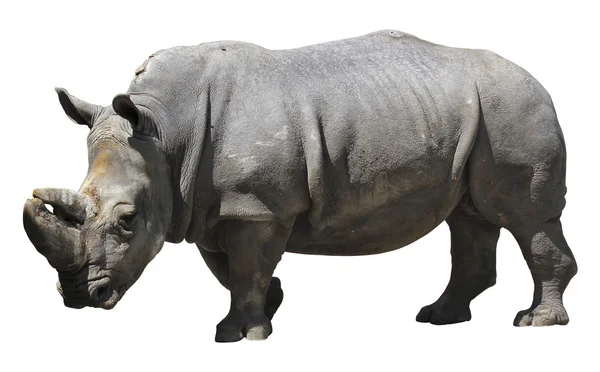 Rhinoceros — Stock Photo, Image