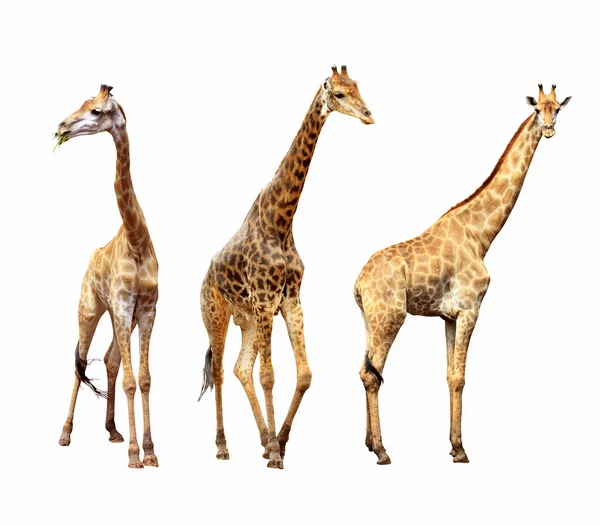 Giraffen isoliert Stockbild