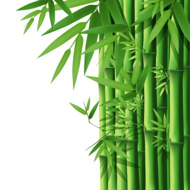 Bamboo clipart