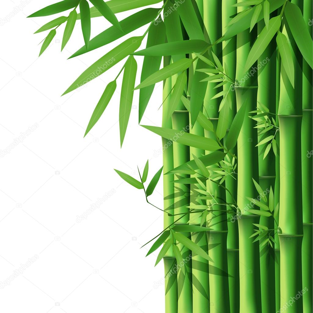 Bamboo