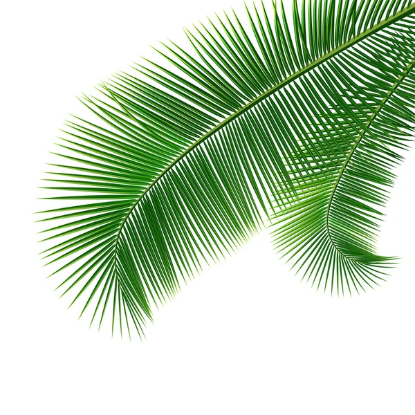 Folhas de coco design fundo — Vetor de Stock