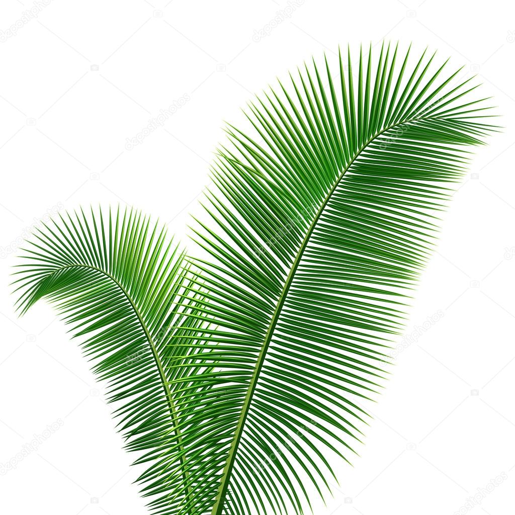 Coconut leaves design background