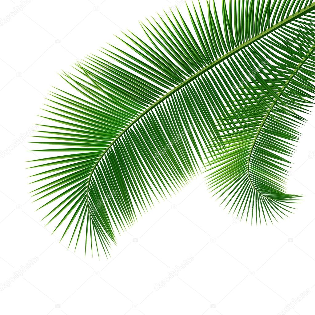 Coconut leaves design background