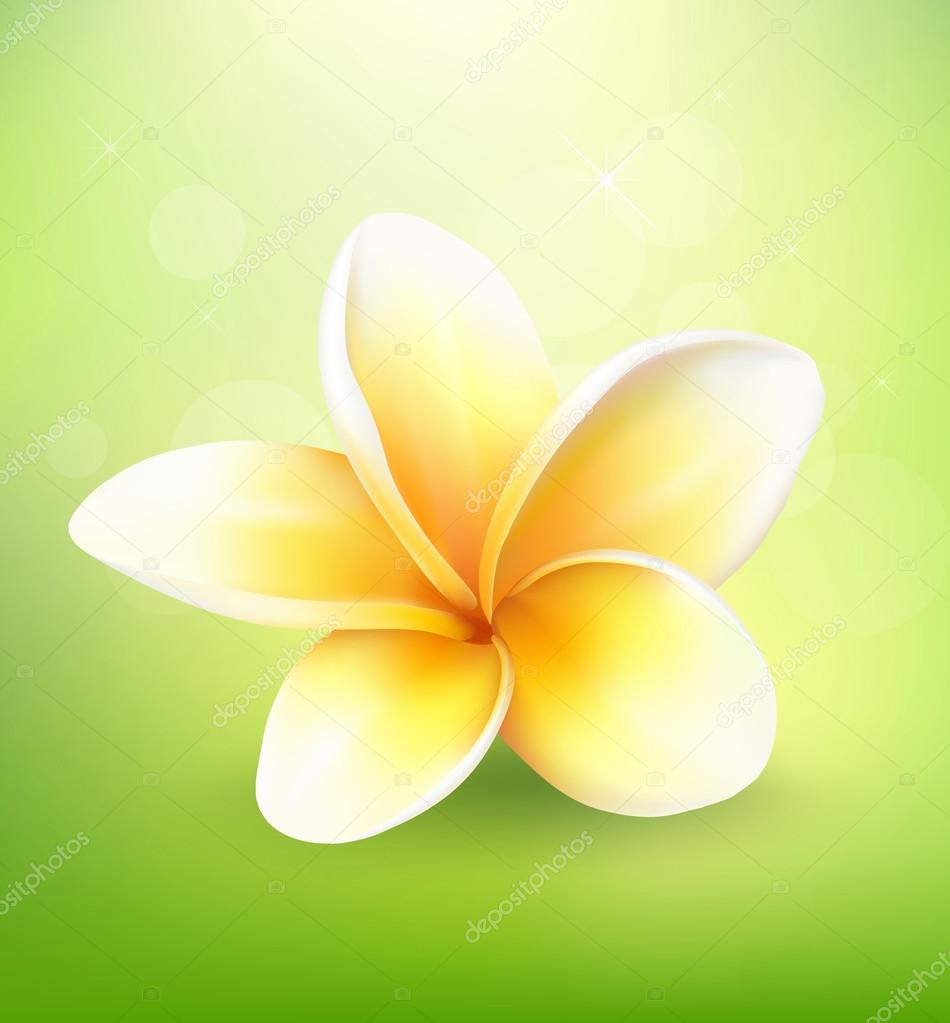 ᐈ Frangipani Drawing Stock Backgrounds Royalty Free Frangipani Vectors Download On Depositphotos ᐈ Frangipani Drawing Stock Backgrounds Royalty Free Frangipani Vectors Download On Depositphotos