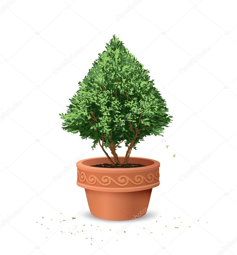 Pots pine tree design background