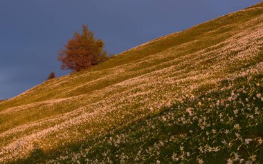 İlkbaharın başlarında Slovenya 'da nergis çiçekleriyle tepelerde gün doğumu. Mayıs ayında Slovenya 'daki yerel tepenin yamaçları inanılmaz sayıda beyaz çiçeklerle kaplanır.. 