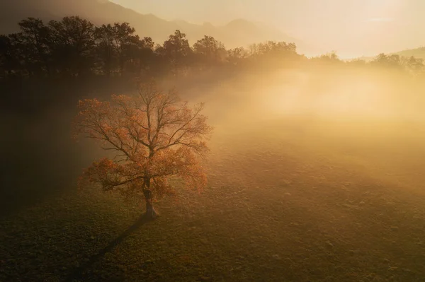 秋天日出时的壮丽森林的空中图像 — 图库照片