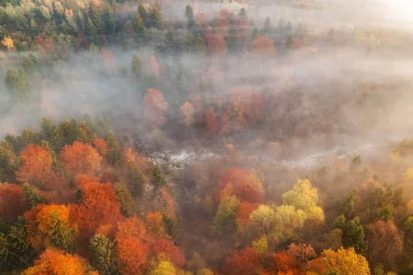 秋天日出时的壮丽森林的空中图像 — 图库照片
