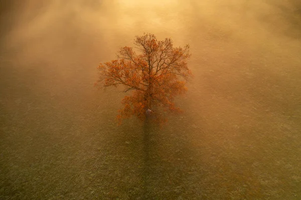 Isolated Autumn Tree Sunrise Fog — Φωτογραφία Αρχείου