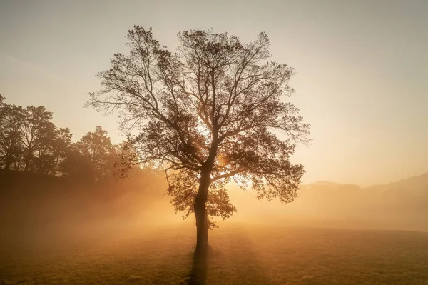 Isolated Autumn Tree Sunrise Fog — Stock fotografie