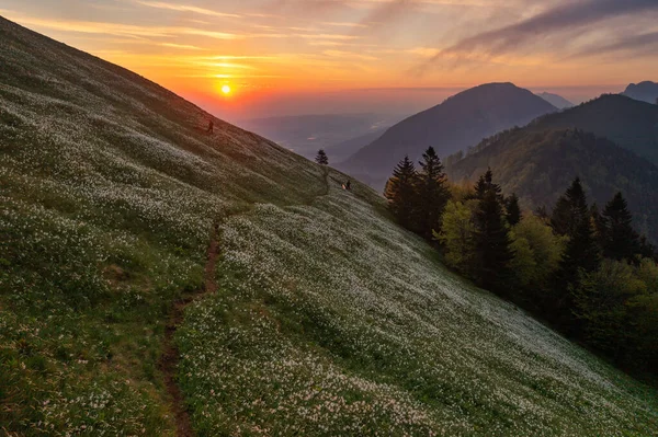 Sunrise Hills Daffodil Flowers Early Spring Slovenia May Slopes Local — стокове фото