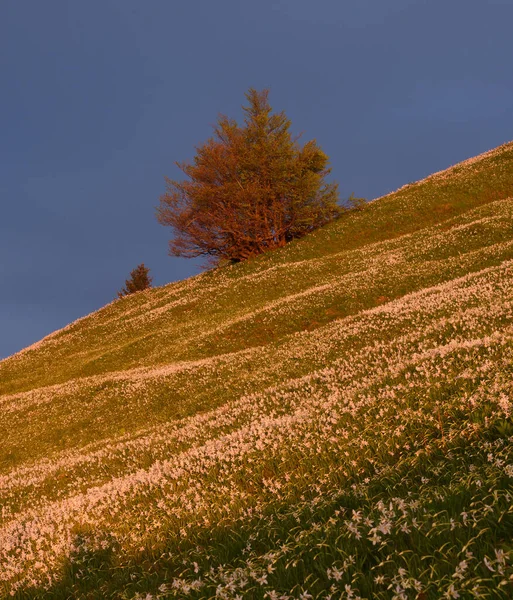 Napkelte Hegyekben Nárciszvirágokkal Kora Tavasszal Szlovéniában Májusban Szlovéniai Helyi Domb — Stock Fotó