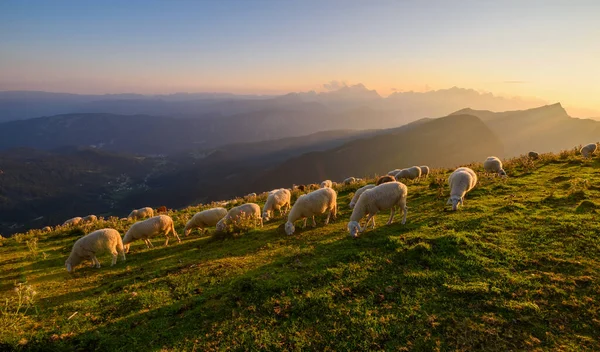 Sheep on the local hill Golica with some sheep in the scenery. A beautiful sunset in the mountains.