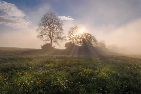 夕阳西下 草地上到处都是花 背景上都是树 晨雾和有大气的雾 — 图库照片