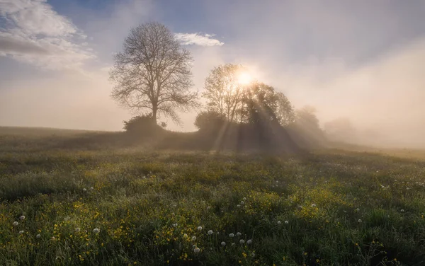 背景に木がある花でいっぱいの牧草地で日の出 朝の霧と大気中の霧 — ストック写真