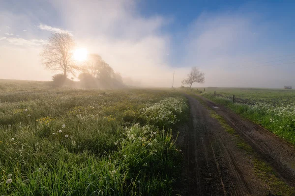 Východ Slunce Louce Plné Květin Stromy Pozadí Ranní Mlha Mlha — Stock fotografie