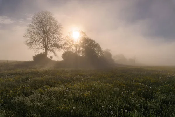 背景に木がある花でいっぱいの牧草地で日の出 朝の霧と大気中の霧 — ストック写真