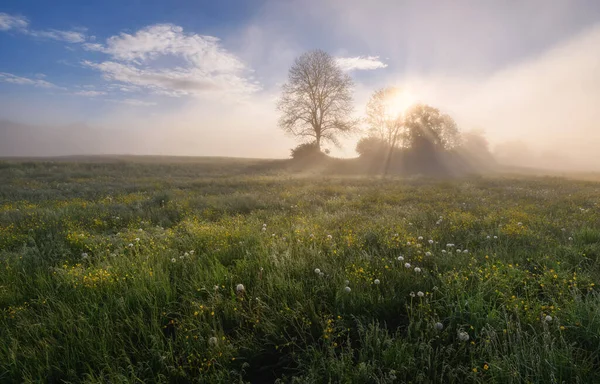 夕阳西下 草地上到处都是花 背景上都是树 晨雾和有大气的雾 — 图库照片