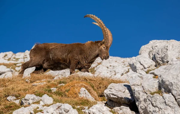 Stambecco Alpino Montagna Sulla Strada Cima Terrarossa Italia — Foto Stock