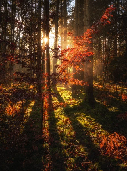 Herbstmorgen Wald — Stockfoto