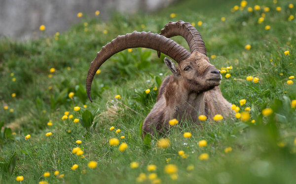 Альпийский горный козёл в горах утром в Юлийских Альпах