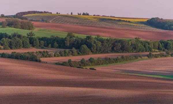 Kastanienallee Südmähren — Stockfoto