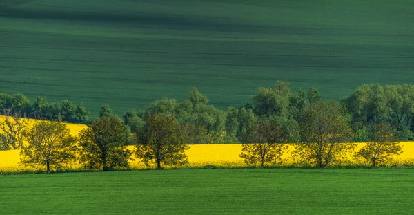 Пейзаж Южной Моравии Фермерские Угодья Течение Дня — стоковое фото