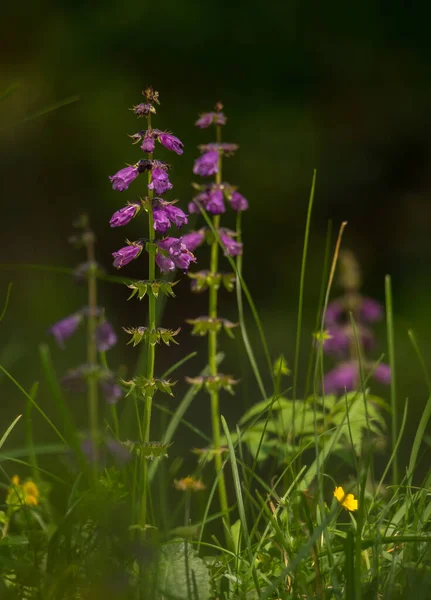 Fioletowy Kwiat Górach Dolomitów — Zdjęcie stockowe