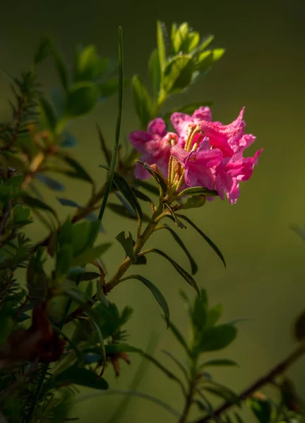 Rhododendron Flower Mountains Italian Dolomites — Stock Photo, Image