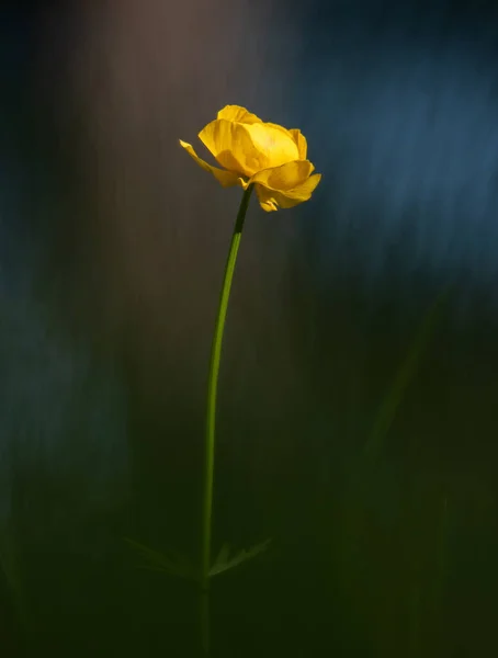 Žlutý Květ Horách Dolomit Itálii — Stock fotografie