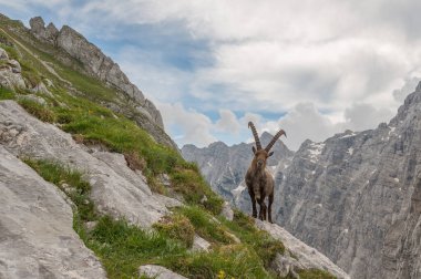 Julian Alps Dağları 'nda yaz mevsimi